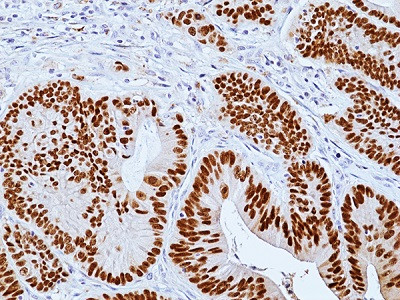 Anti-CDX2 (human), Rabbit Monoclonal (RM495)