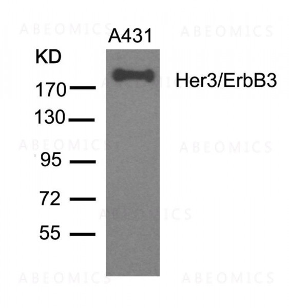 Anti-Her3/ErbB3 (Ab-1328)