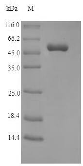 Myelin basic protein (EGM_08965), Macaca fascicularis, recombinant