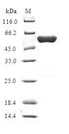 Hydroxymethylglutaryl-CoA lyase, mitochondrial (HMGCL), human, recombinant