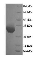 Heterogeneous nuclear ribonucleoproteins A2/B1 (HNRNPA2B1), human, recombinant