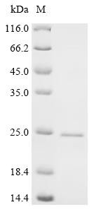 Synaptic vesicle glycoprotein 2A (Sv2a), partial, recombinant mouse