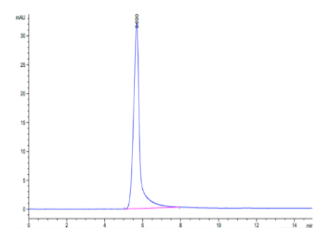 Leptin hFc Chimera, Mouse