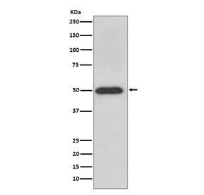 Anti-ATP5B, clone AADH-1
