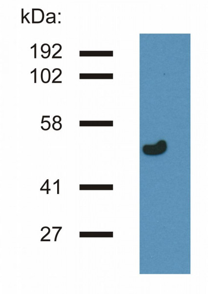 Anti-gamma tubulin, clone TU-32