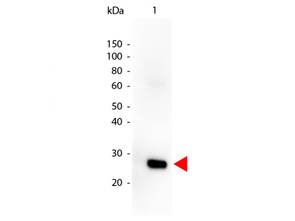 Anti-Human (Lambda Chain) [Goat] Peroxidase conjugated
