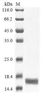 Serum amyloid A-1 protein (Saa1), mouse, recombinant