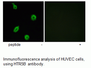 Anti-HTR5B