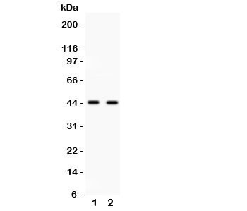 Anti-Cdc37