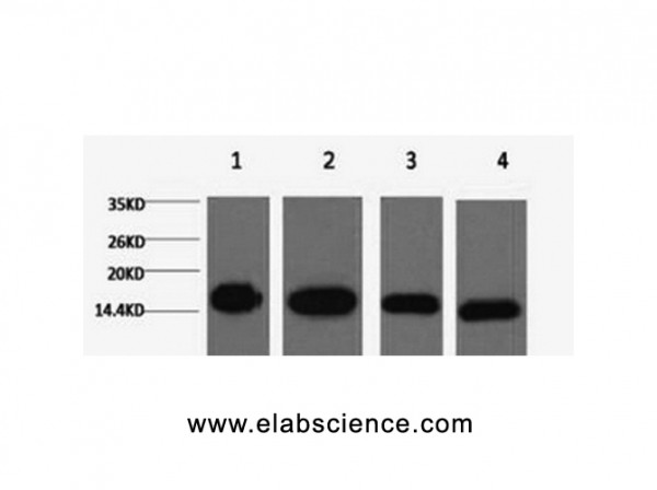 Anti-Histone H3, clone 5B1