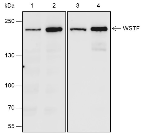 Anti-Recombinant WSTF, clone A664