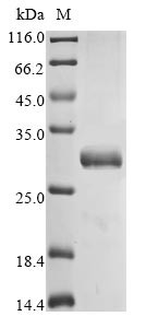 Erythropoietin receptor (Epor), partial, mouse, recombinant