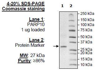 PARP10, FLAG-Strep-Tag
