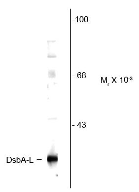 Anti-DsbA-L