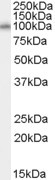 Anti-NEDD9, Internal