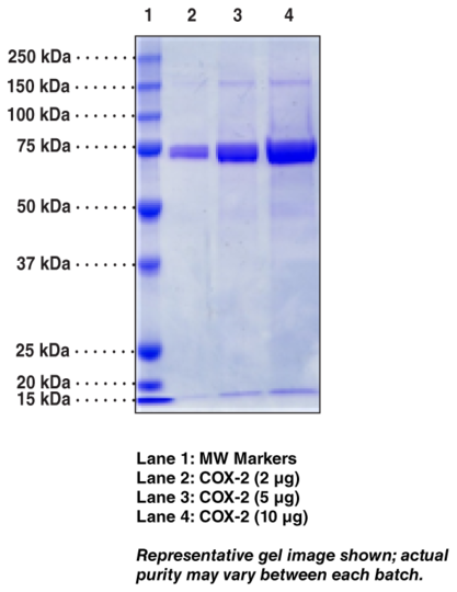 COX-2 (human, recombinant)