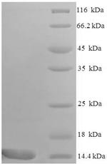 C-C motif chemokine 9 (Ccl9), partial, mouse, recombinant