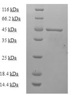 Enoyl-[acyl-carrier-protein] reductase [NADH] (inhA), Mycobacterium tuberculosis, recombinant