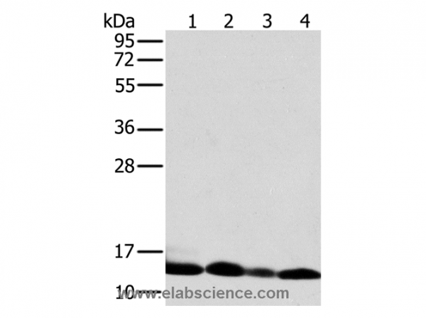 Anti-NDUFS5