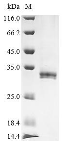 Nuclear RNA export factor 2 (nxf2), partial, Drosophila melanogaster, recombinant