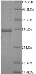 Protein argonaute-2 (AGO2), partial, human, recombinant