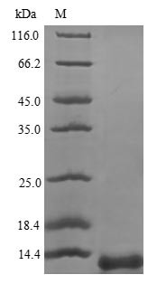 Prosaposin (PSAP), partial, human, recombinant