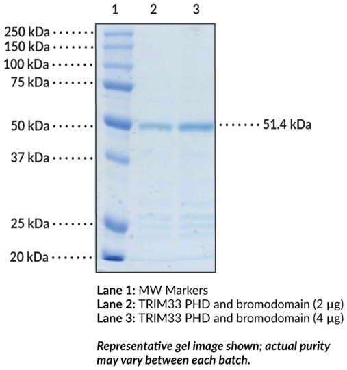 TRIM33 PHD and bromodomain (human recombinant)