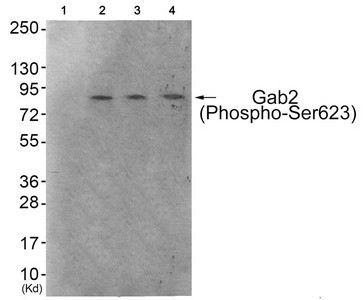 Anti-Phospho-GAB2 (Ser623)
