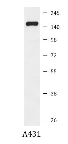 Anti-Integrin alpha 2