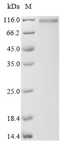 Amyloid-beta A4 precursor protein-binding family A member 2 (APBA2), human, recombinant