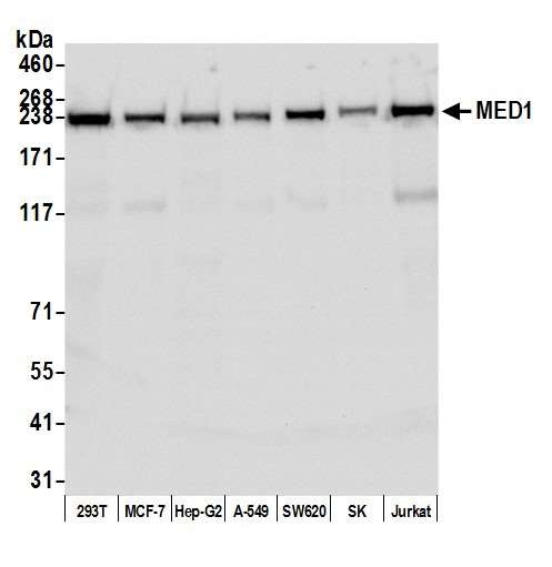 Anti-MED1 Recombinant Monoclonal