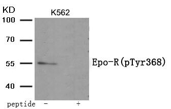 Anti-Phospho-EPOR (Tyr368)