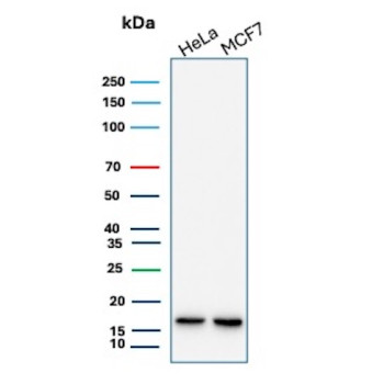 Anti-NME2 / Nucleoside diphosphate kinase B, clone NME2/12953R