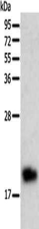 Anti-BTG2