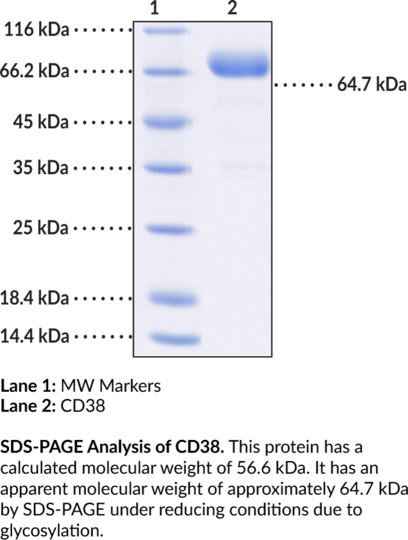 CD38 Extracellular Domain (human, recombinant)