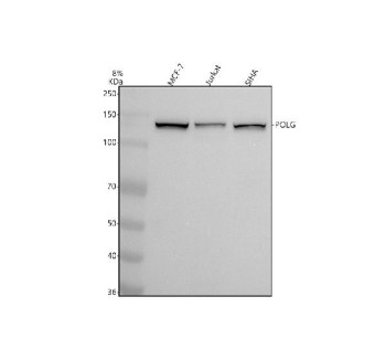 Anti-POLG / DNA polymerase subunit gamma 1, clone 24P93