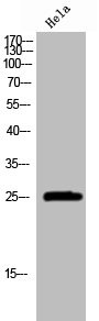 Anti-GRB2