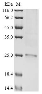 Placenta-expressed transcript 1 protein (PLET1), human, recombinant