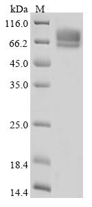 Desmoglein-3 (Dsg3), partial, mouse, recombinant