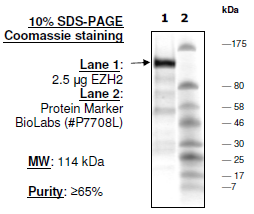 EZH2 (non-complexed) , human recombinant protein