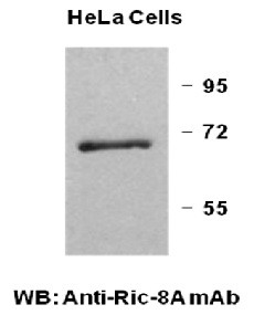 Anti-Ric-8A, monoclonal