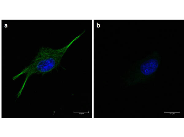 Anti-Mouse IgG Fluorescein, clone eB144, Fluorescein Conjugated (Fluorescent TrueBlot®)