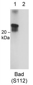 Anti-phospho-Bad (Ser112)