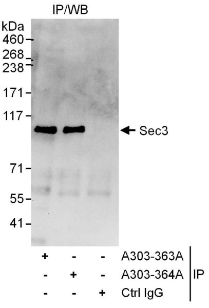 Anti-Sec3