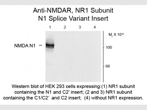 Anti-NMDA R1, Splice Variant N1
