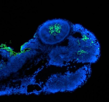 Anti-Zebrafish Pax6 / Pax6a / Pax6b