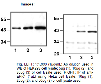 Anti-ERK1 E32, clone E32