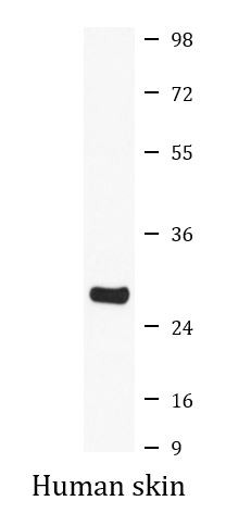 Anti-Caspase 14
