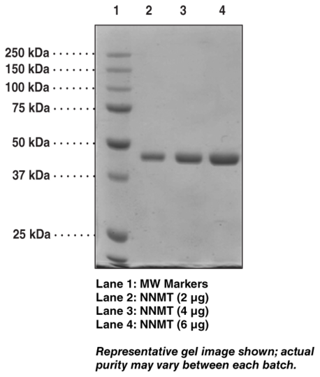 Nicotinamide N-Methyltransferase (human, recombinant)
