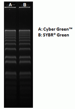 Cyber Green(TM) Nucleic Acid Gel Stain *10,000X DMSO Solution*